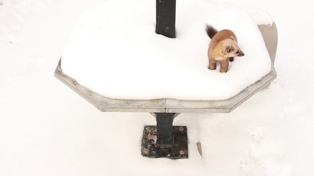 松貂在雪中嬉戏视频下载