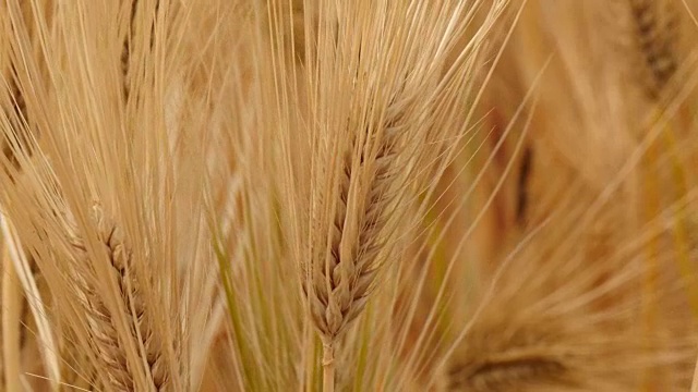 黄大麦摇摆视频素材
