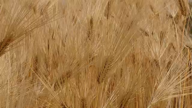 黄大麦摇摆视频素材