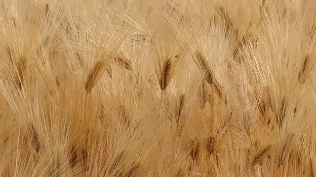 风中的大麦田视频素材