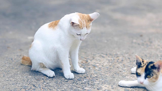 猫暹猫在水泥地板上。猫坐在水泥地板上，白猫一只趴在水泥地板上，泰式猫皮。视频下载