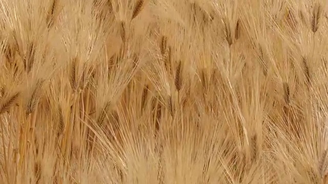 风中的大麦田视频素材