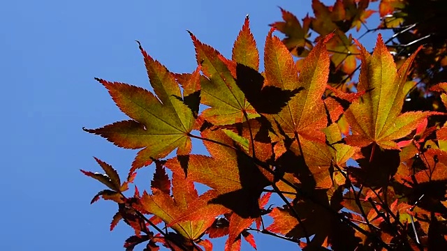 秋天五彩的红槭叶覆在蓝天上视频素材