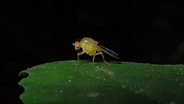 树叶上的果蝇灭虫剂。视频素材