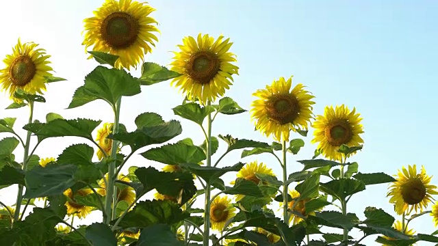 向日葵田视频素材