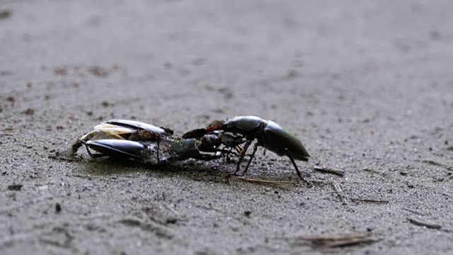 雄甲虫鹿在地上推着一只被压死的甲虫视频素材