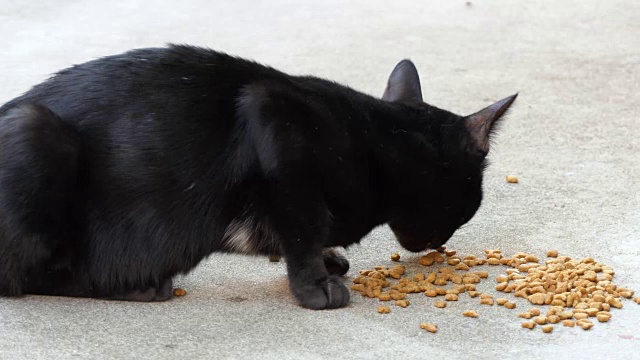 黑猫在地上吃东西视频素材