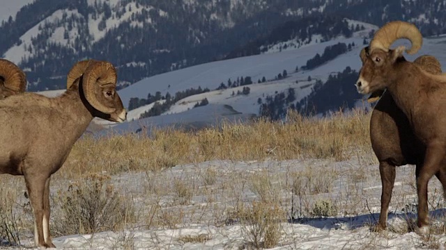 在发情期，大角羊(Ovis canadensis)撞击头部的声音视频素材