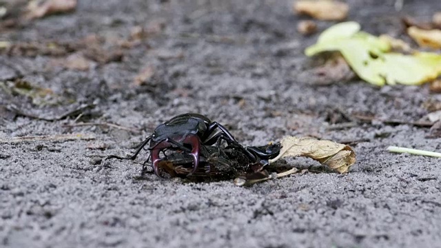 雄甲虫鹿在地上推着一只被压死的甲虫视频素材