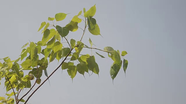 绿叶-股票视频视频下载