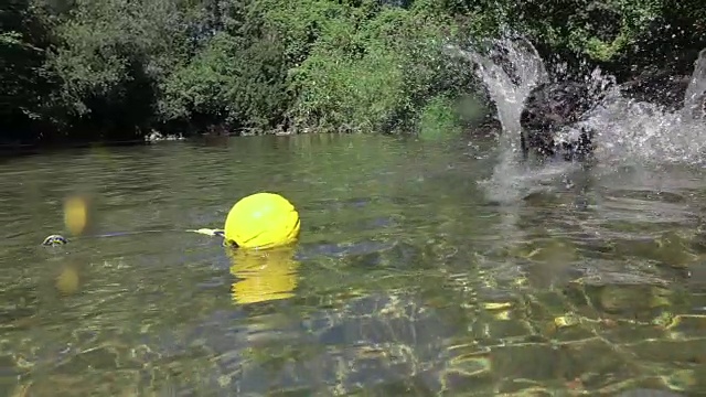 慢镜头特写:精力充沛的小狗跑进河里，把水溅到镜头上视频素材