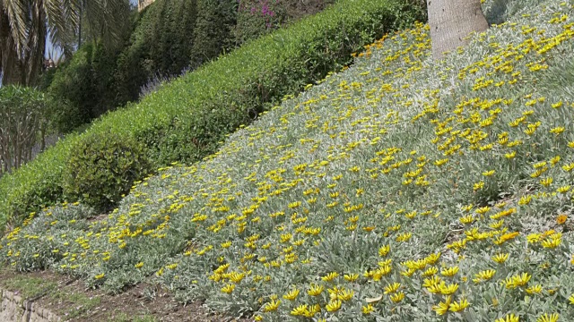 从Jardines de Pedro Luis Alonso, Malaga, Andalucia，西班牙，欧洲看到的阿尔卡扎巴墙视频素材