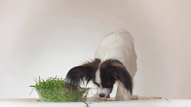 美丽的年轻雄性狗大陆玩具猎犬蝴蝶吃新鲜发芽的燕麦在白色的背景库存录像视频素材