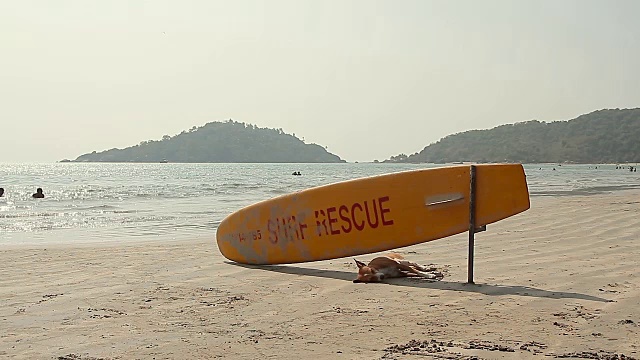 在海滩上冲浪救援板下睡觉的狗视频素材