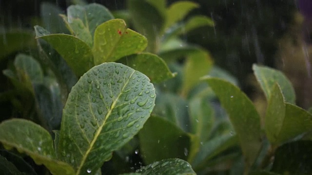 水珠在叶子上飞着，漂着。视频素材