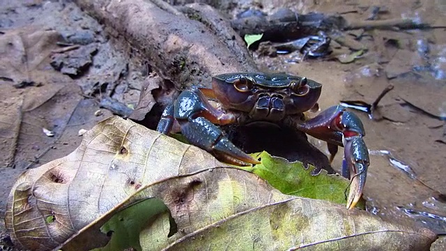 螃蟹在湖里的岩石上行走视频下载