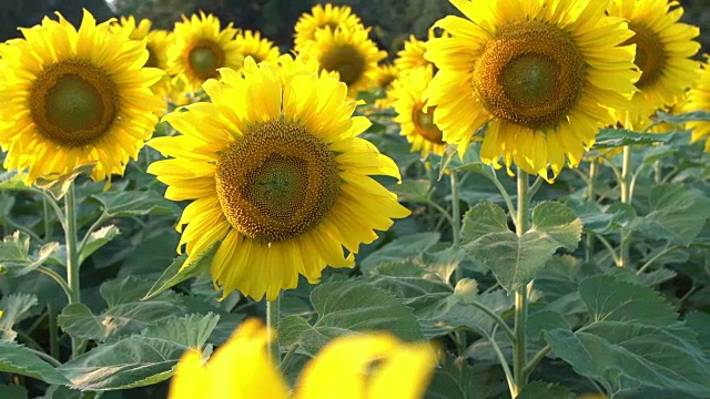 向日葵田视频素材