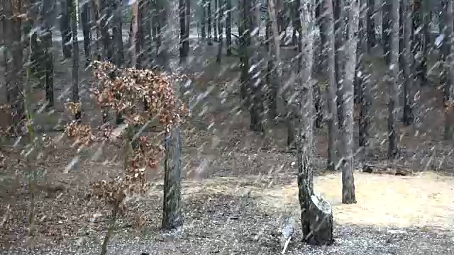 大雪飘落在路边的森林里视频素材