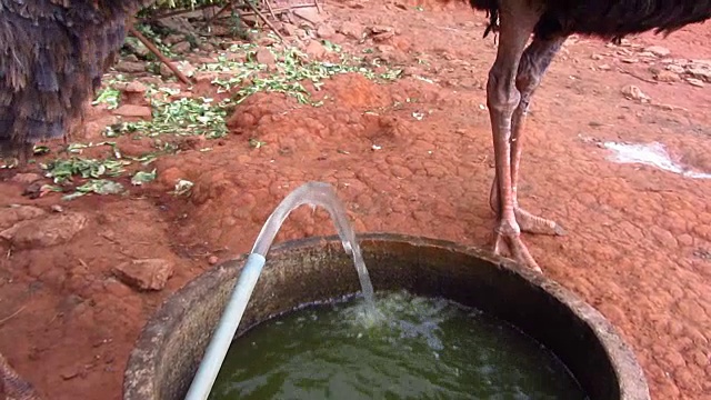 鸵鸟从喷泉里喝水视频下载