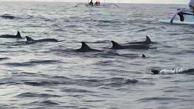 野生海豚群视频下载