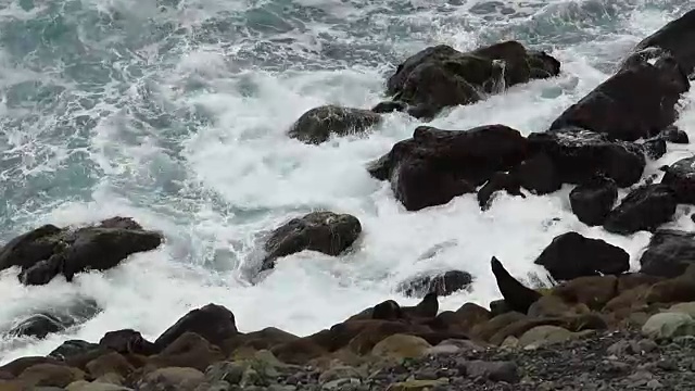 在一场风暴中，海豹在海岸线上视频素材