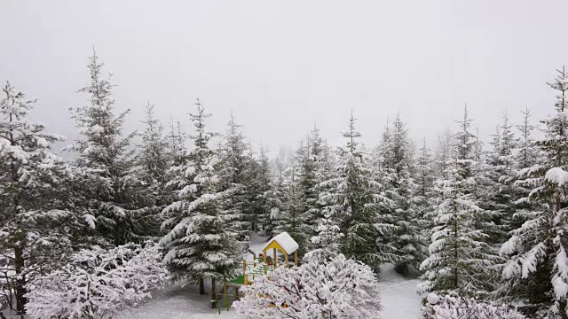 冬天喀尔巴阡的风景，圣诞树在雪地里。视频素材