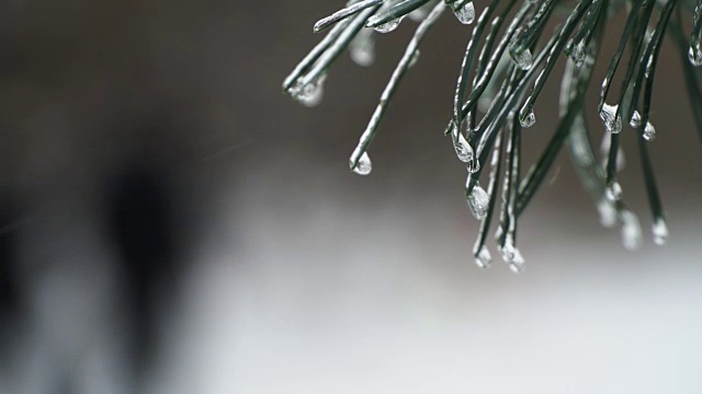 圣诞树背景下的自然雪与轻风在冰柱视频素材