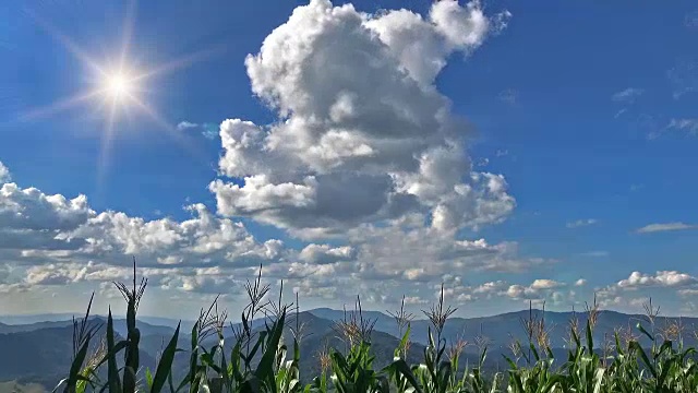 太阳越过森林景观时间流逝。云和树在风中移动视频素材