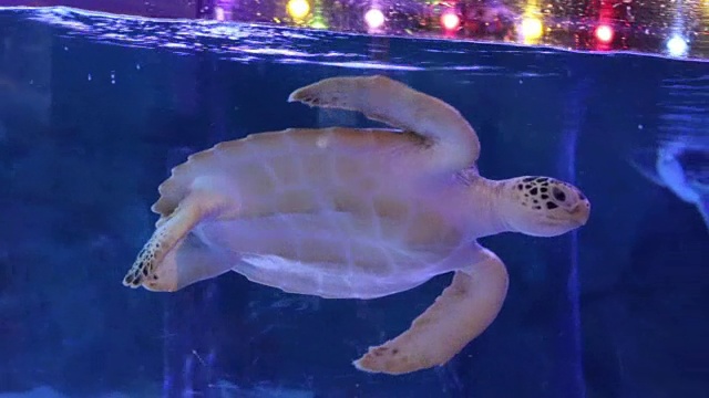 海龟在水族馆里游泳。泰国曼谷海洋水族馆视频素材