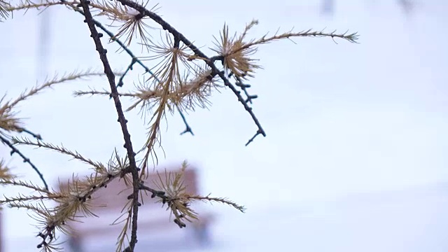 冬季的针叶树的分枝视频素材