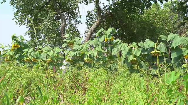 一只成熟的大松鼠正在地上播种。太阳温暖的一天。在农场的床上。生态家的食物。FullHD视频素材