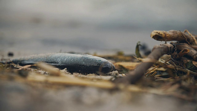 海边死鱼的特写，全球环境污染问题视频素材