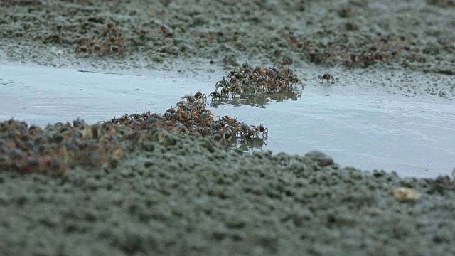 动物/野生动物视频素材