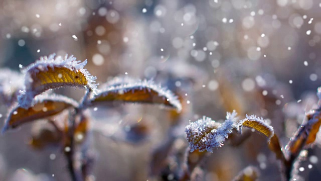 秋季第一场雪可循环视频素材