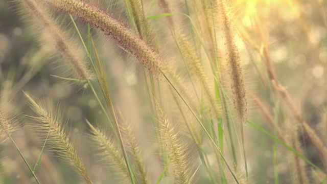 野花，小草花带着阳光和颗粒视频素材