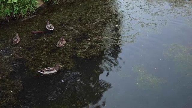 池塘里有鸭子和天鹅视频素材