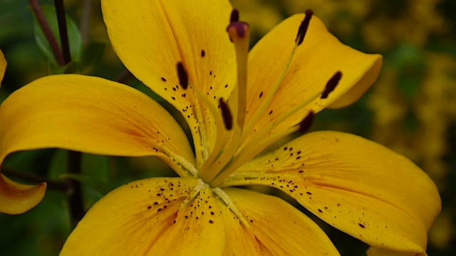 植物百合细节特写高清镜头-草本百合花视频视频素材