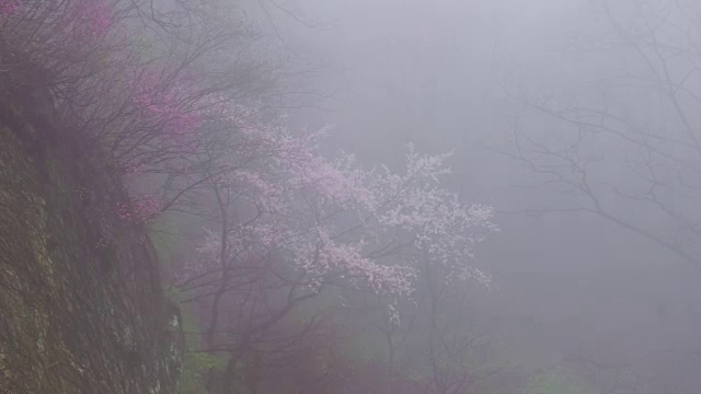 延时拍摄的雨林雾天视频素材