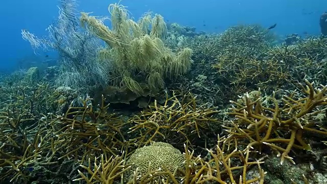 珊瑚礁海景在加勒比海库拉索岛/荷属安的列斯群岛周围视频素材