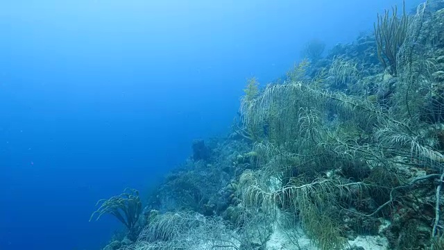 珊瑚礁海景在加勒比海库拉索岛/荷属安的列斯群岛周围视频素材