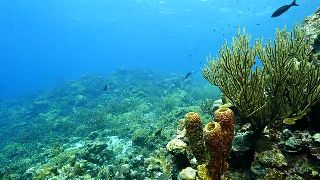 珊瑚礁海景在加勒比海库拉索岛/荷属安的列斯群岛周围视频素材