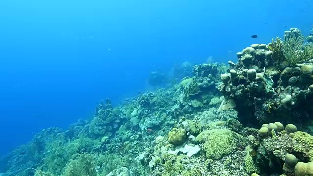 珊瑚礁海景在加勒比海库拉索岛/荷属安的列斯群岛周围视频素材