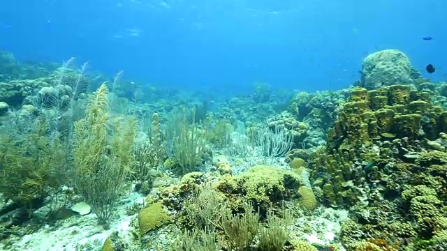 珊瑚礁海景在加勒比海库拉索岛/荷属安的列斯群岛周围视频素材