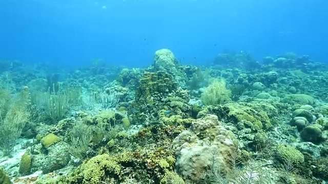 珊瑚礁海景在加勒比海库拉索岛/荷属安的列斯群岛周围视频素材