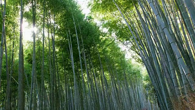 竹林在阳光的照耀下摇曳视频素材