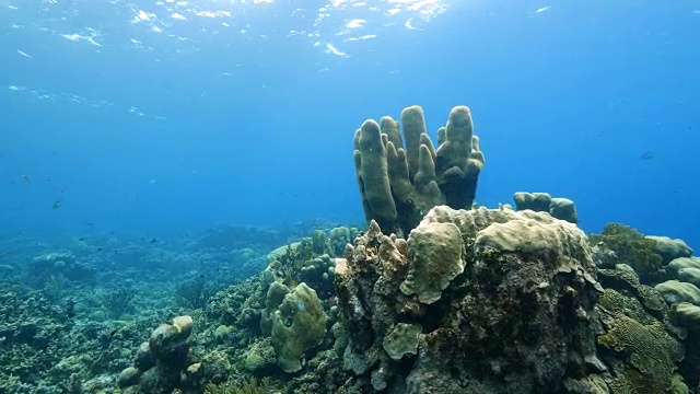 珊瑚礁海景在加勒比海库拉索岛/荷属安的列斯群岛周围视频素材