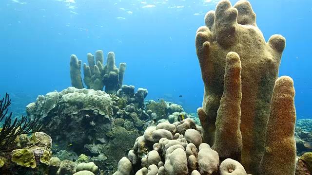 珊瑚礁海景在加勒比海库拉索岛/荷属安的列斯群岛周围视频素材