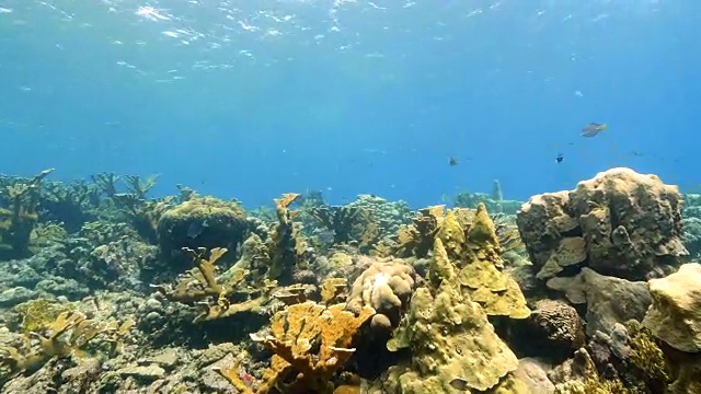 珊瑚礁海景在加勒比海库拉索岛/荷属安的列斯群岛周围视频素材