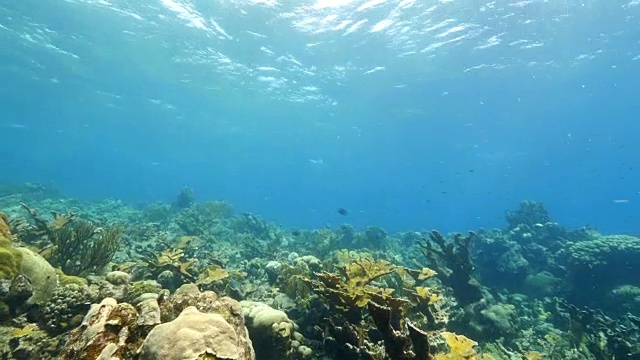 珊瑚礁海景在加勒比海库拉索岛/荷属安的列斯群岛周围视频素材