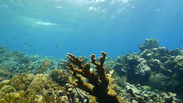 珊瑚礁海景在加勒比海库拉索岛/荷属安的列斯群岛周围视频素材